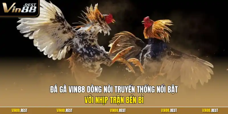 Đá gà Vin88 dòng nòi truyền thống nổi bật với nhịp trận bền bỉ