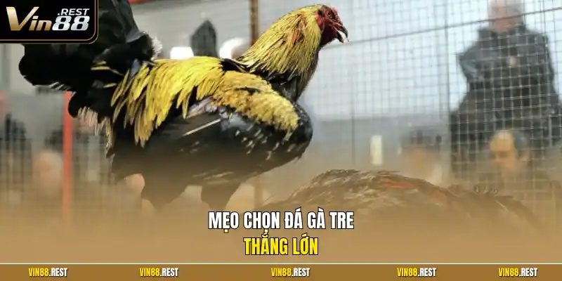 Mẹo chọn đá gà tre thắng lớn