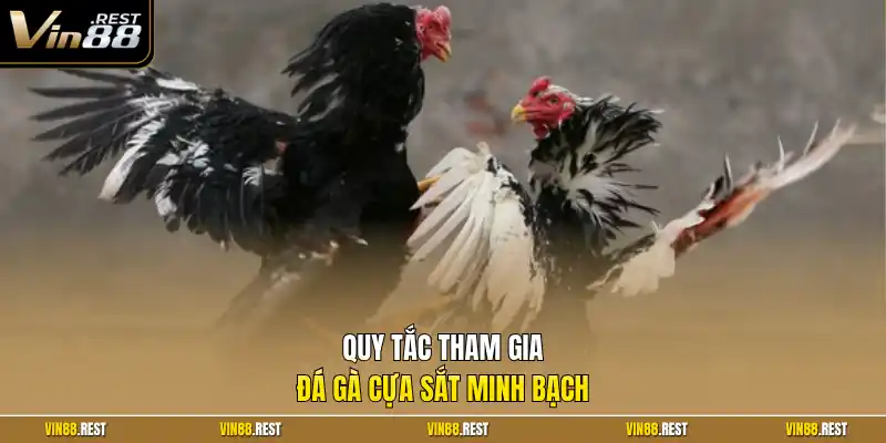Quy tắc tham gia đá gà cựa sắt minh bạch