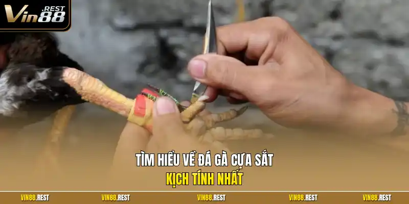 Tìm hiểu về đá gà cựa sắt kịch tính nhất