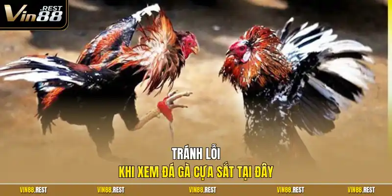 Tránh lỗi khi xem đá gà cựa sắt tại đây