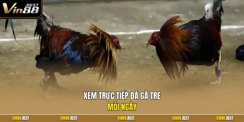 Xem trực tiếp đá gà tre mỗi ngày